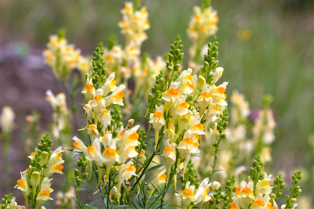 500 BUTTER & EGGS TOADFLAX Linaria Vulgaris Wild Snapdragon Bicolor Yellow Flower Seeds