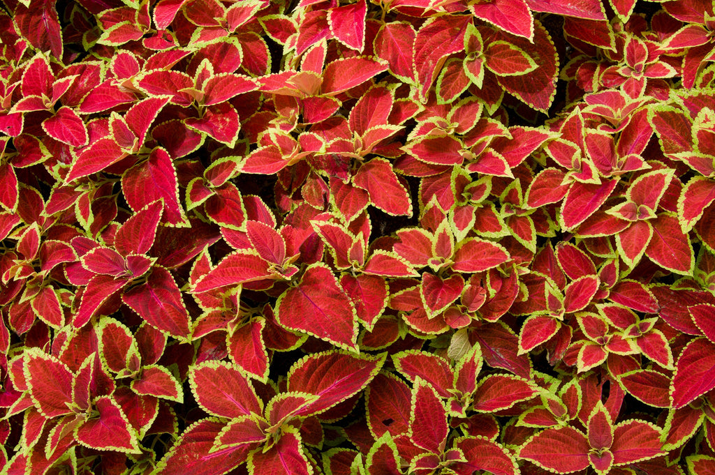 100 Mixed Colors COLEUS RAINBOW MIX Shade Houseplant Solenostemon Flower Seeds
