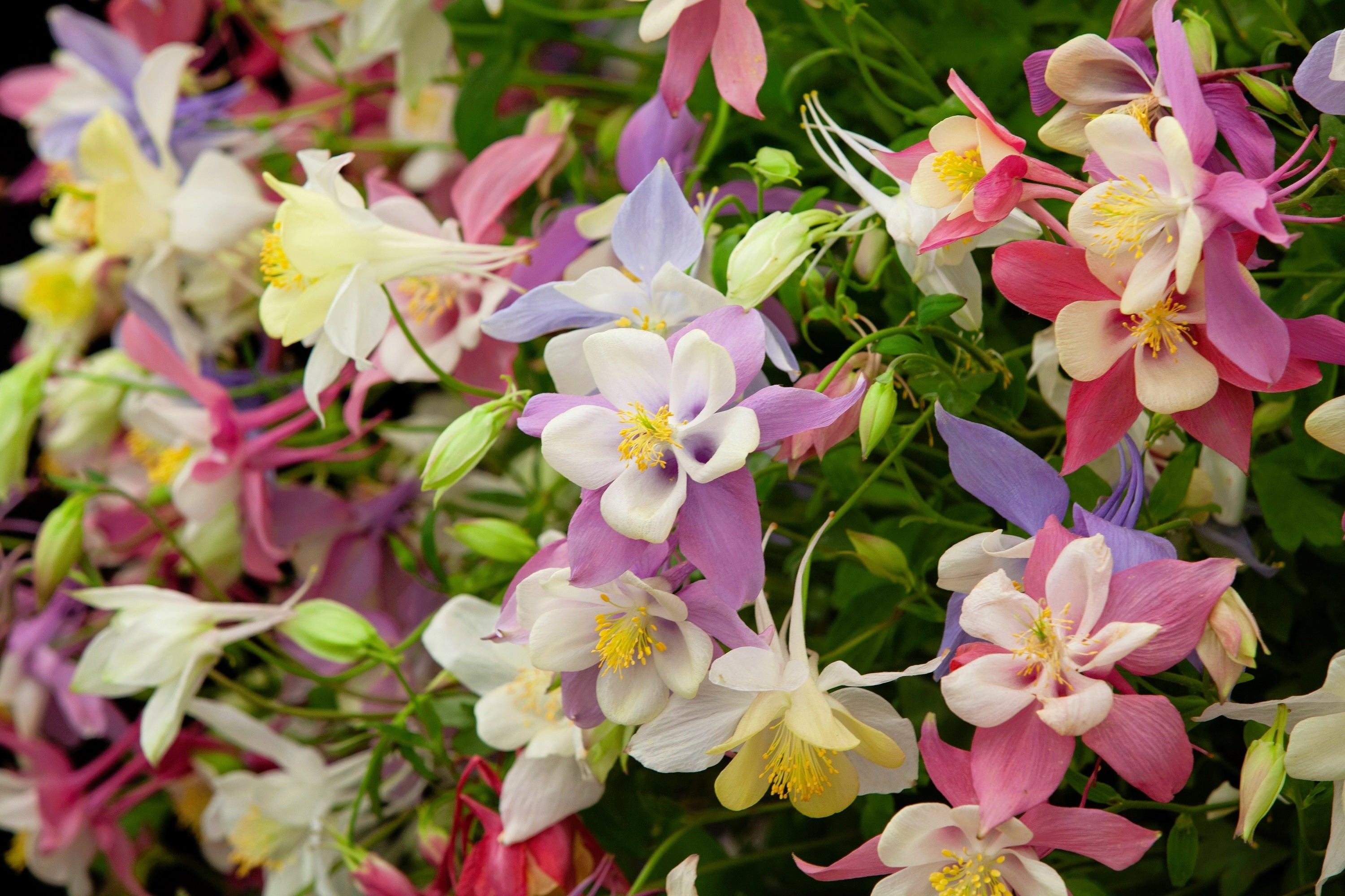50 MCKANAS GIANT COLUMBINE Mixed Colors Aquilegia Hybrida Flower Seeds