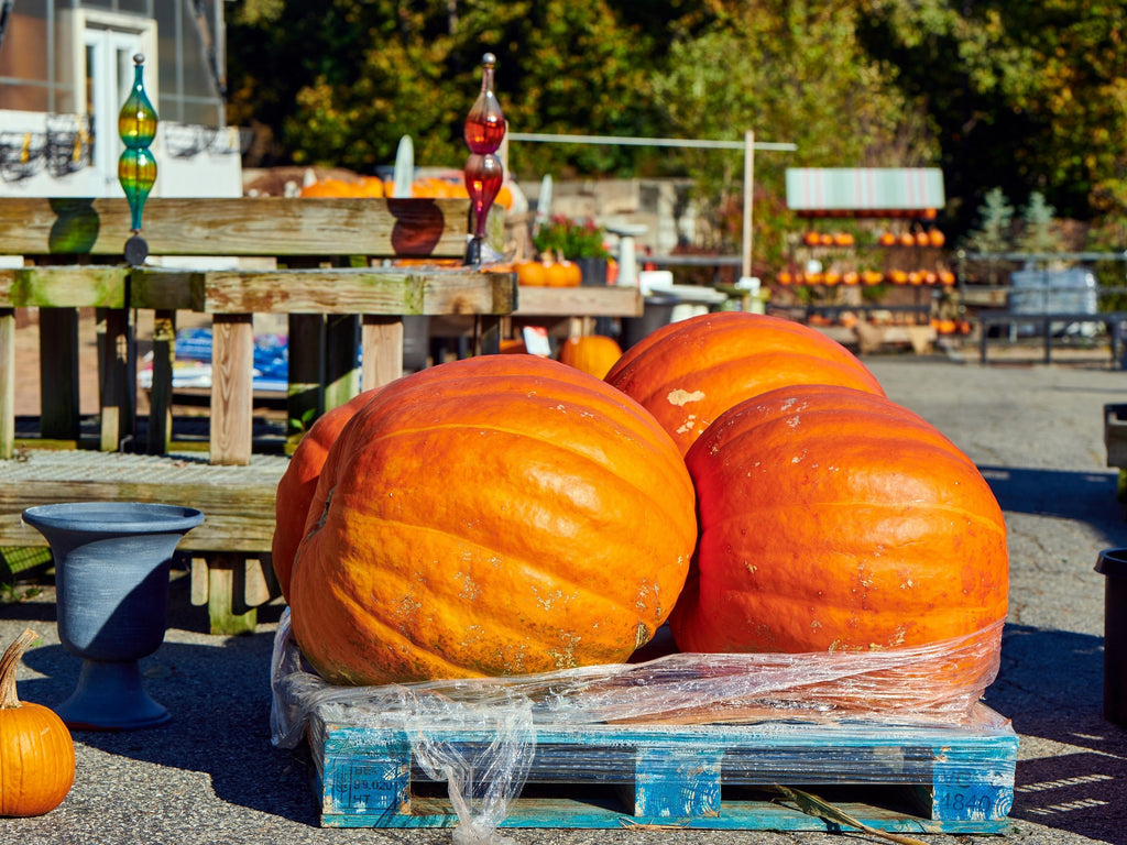 25 BIG MAX PUMPKIN Cucurbita Maxima Vegetable Seeds (Grow 100 pound pumpkins!)
