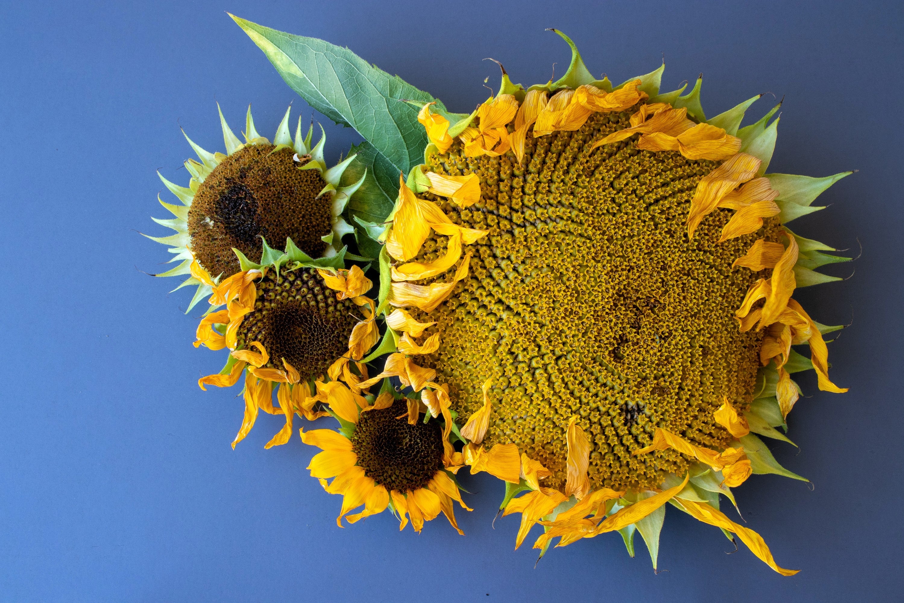 75 MAMMOTH GREY Stripe SUNFLOWER Helianthus Annuus Flower Seeds