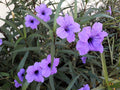 50 Blue Purple FRINGELEAF PETUNIA Wild Ruellia Humilis Perennial Native Flower Seeds