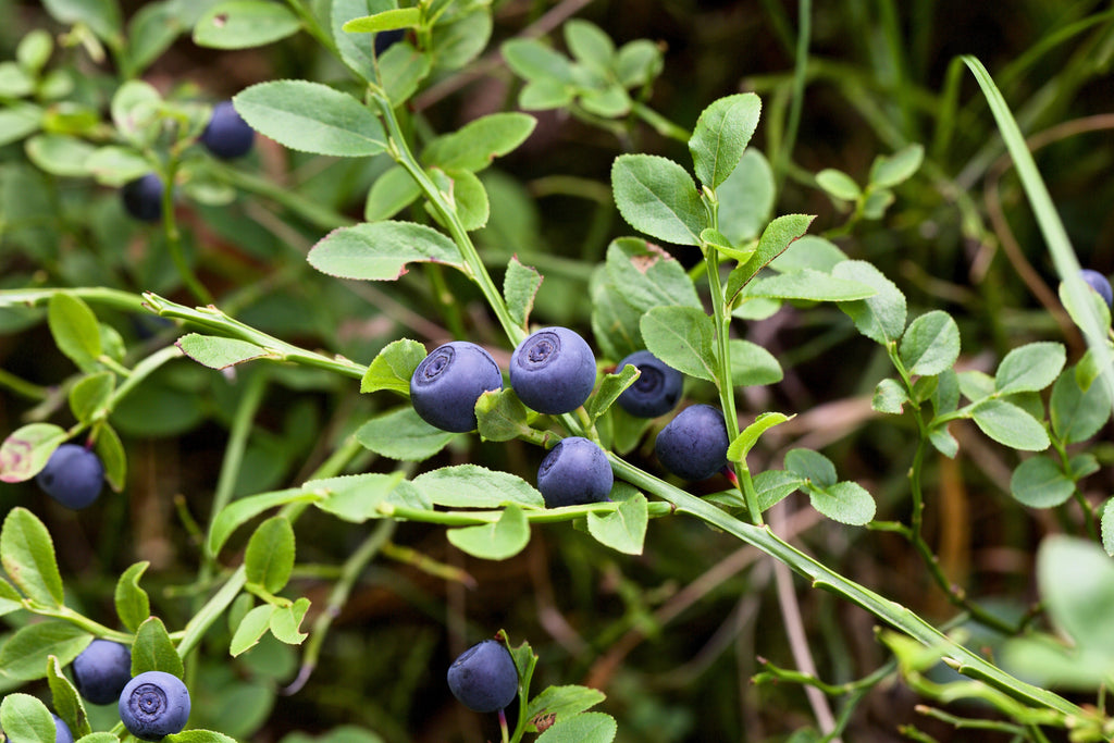 20 Common BILBERRY Fruit Shrub European Blueberry Vaccinium Myrtillus Seeds