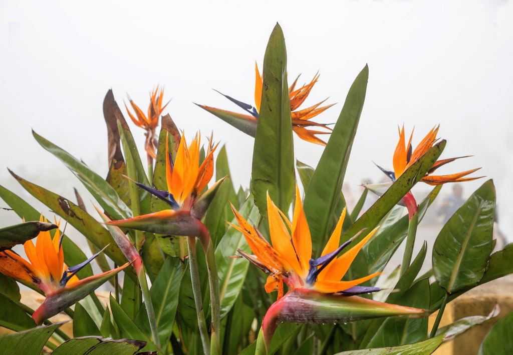 5 TROPICAL BIRD OF PARADISE Strelitzia Reginae Crane Flower Houseplant Seeds