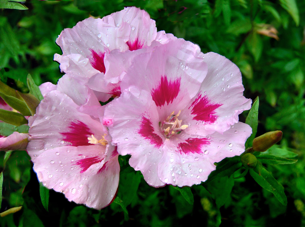 200 ROSE MALLOW MIX (Bush Mallow) Hibiscus Lavatera Trimestris Flower Seeds