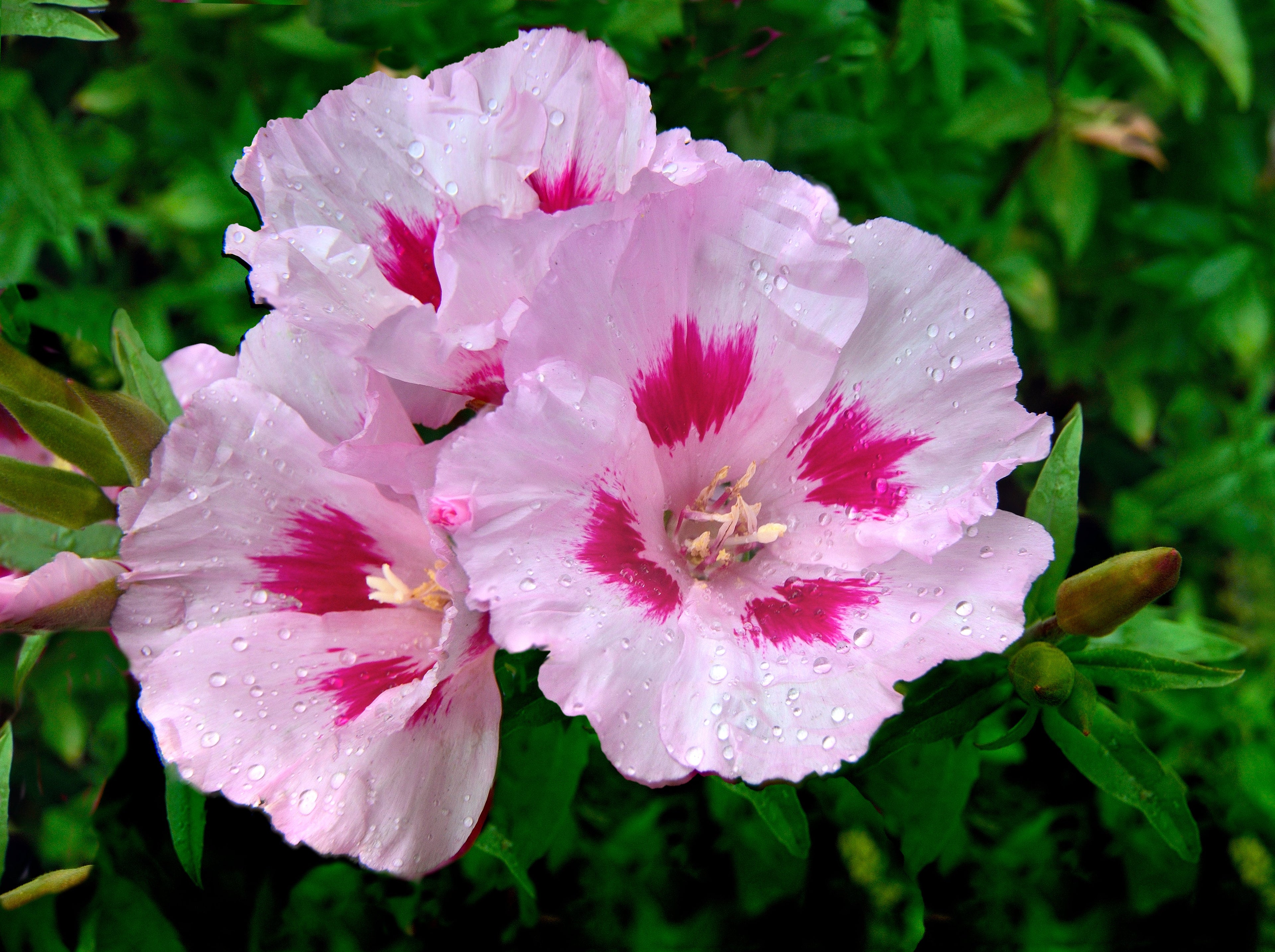 200 ROSE MALLOW MIX (Bush Mallow) Hibiscus Lavatera Trimestris Flower Seeds