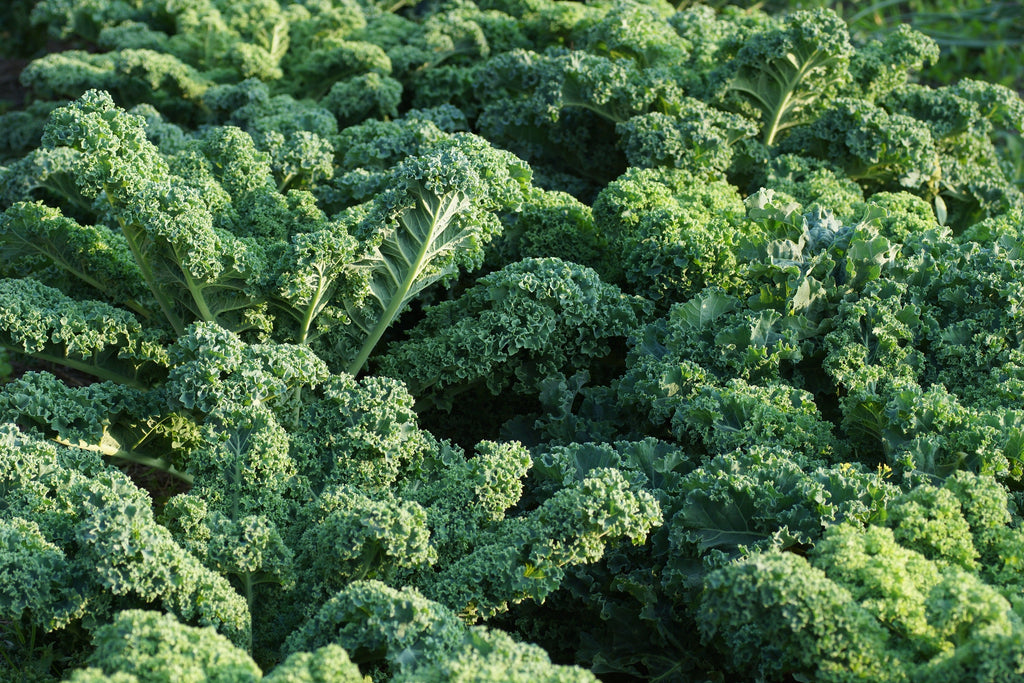 2500 VATES Blue CURLED KALE / Dwarf Blue Curled Scotch Kale Brassica Oleracea Vegetable Seeds