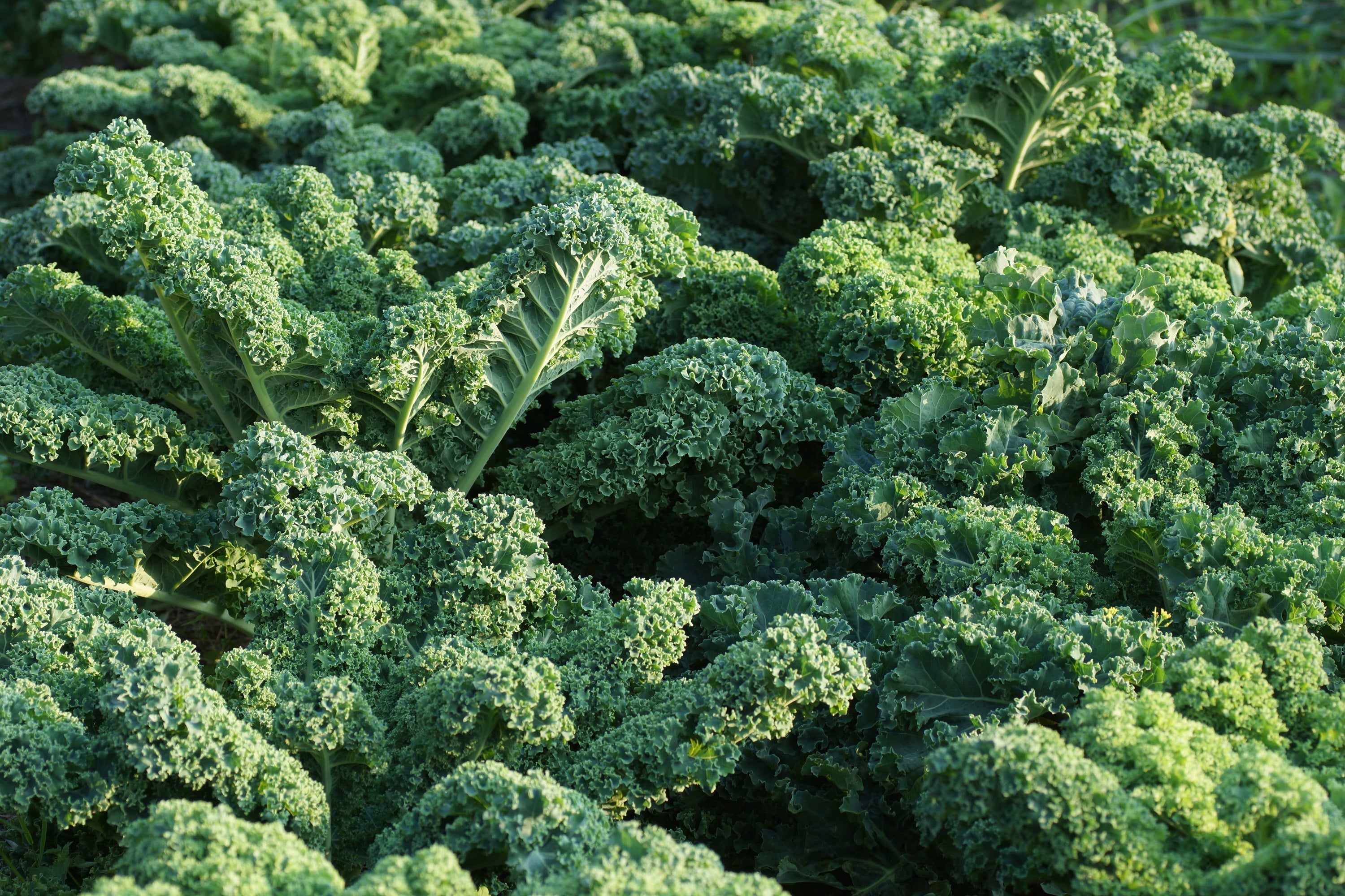 2500 VATES Blue CURLED KALE / Dwarf Blue Curled Scotch Kale Brassica Oleracea Vegetable Seeds