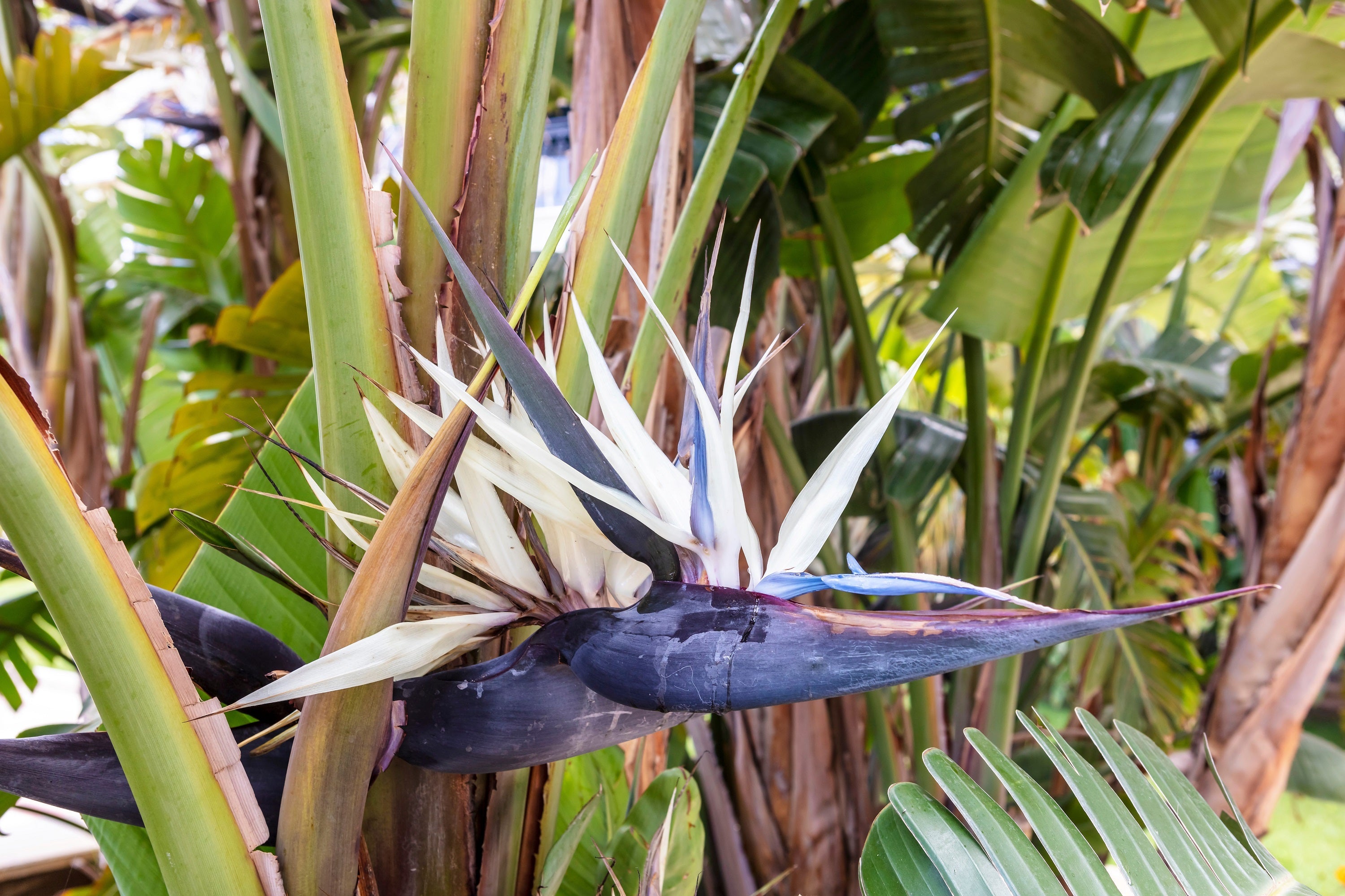 5 GIANT BIRD OF PARADISE Tree Strelitzia Nicolai Wild Banana White Crane Blue Purple Flower Houseplant Seeds