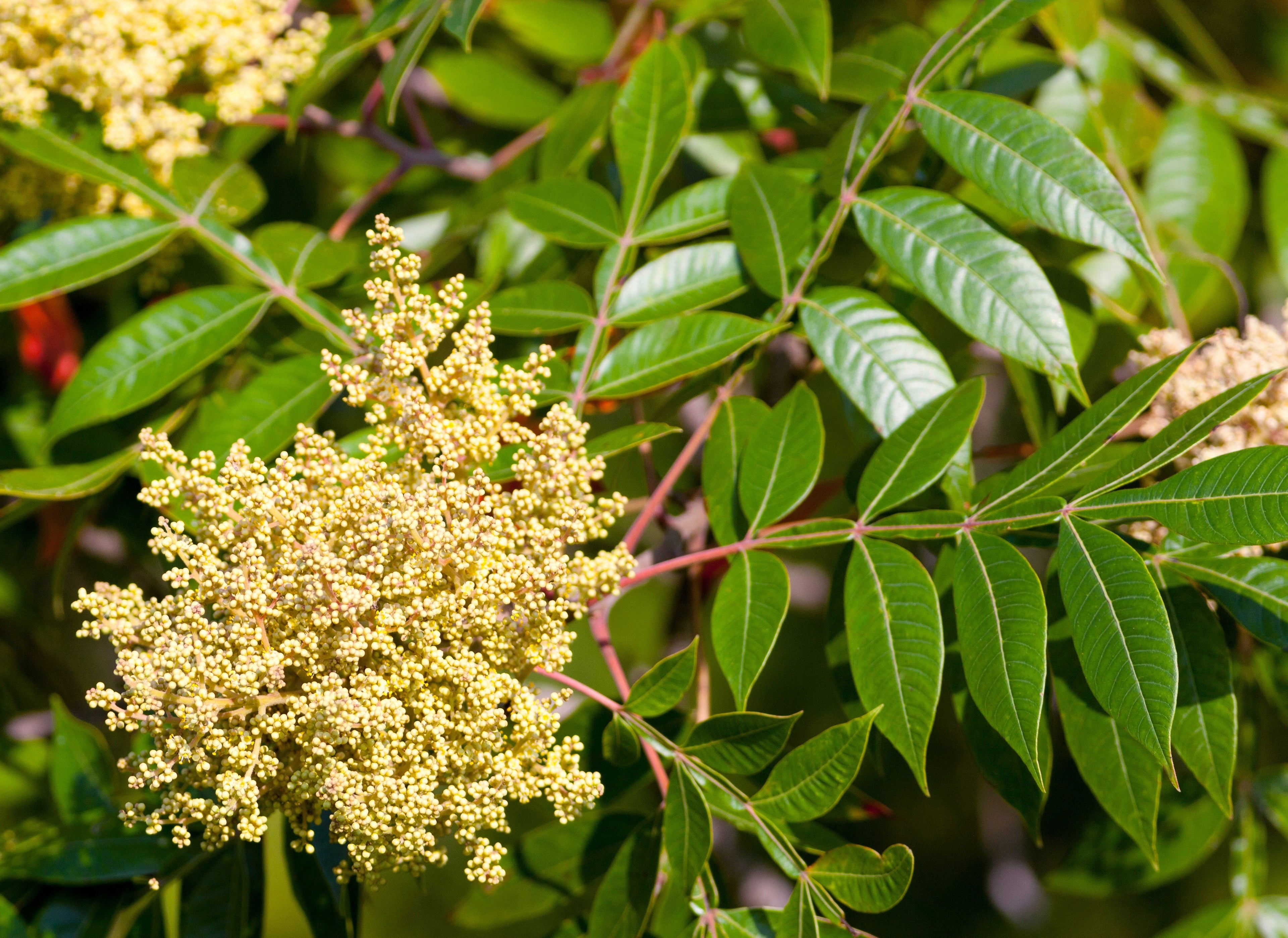 30 FLAMELEAF SUMAC TREE Shining Dwarf Winged Rhus Schmaltzia Copallina Seeds