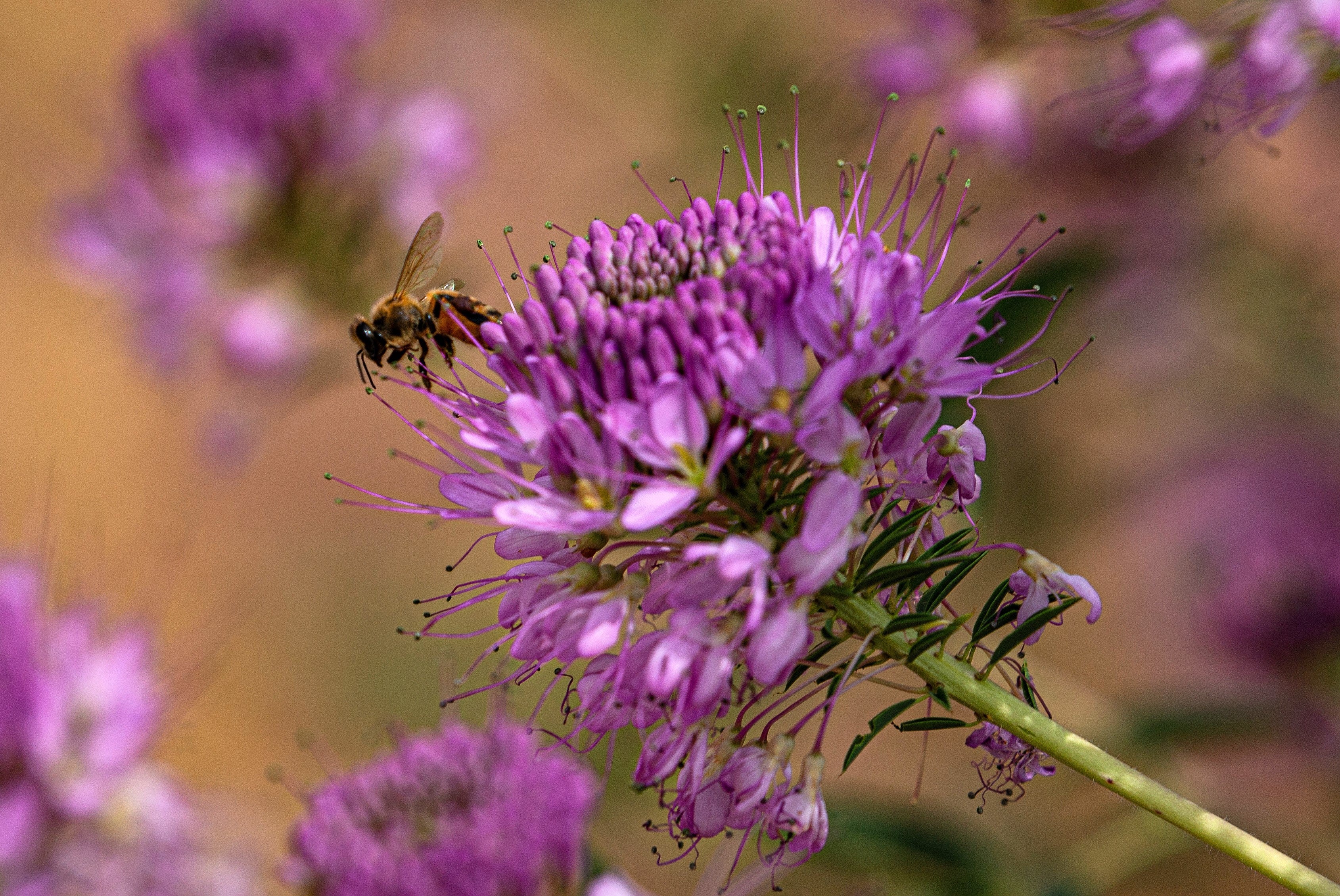 100 Rocky Mountain BEE PLANT Cleome Serrulata Flower Seeds