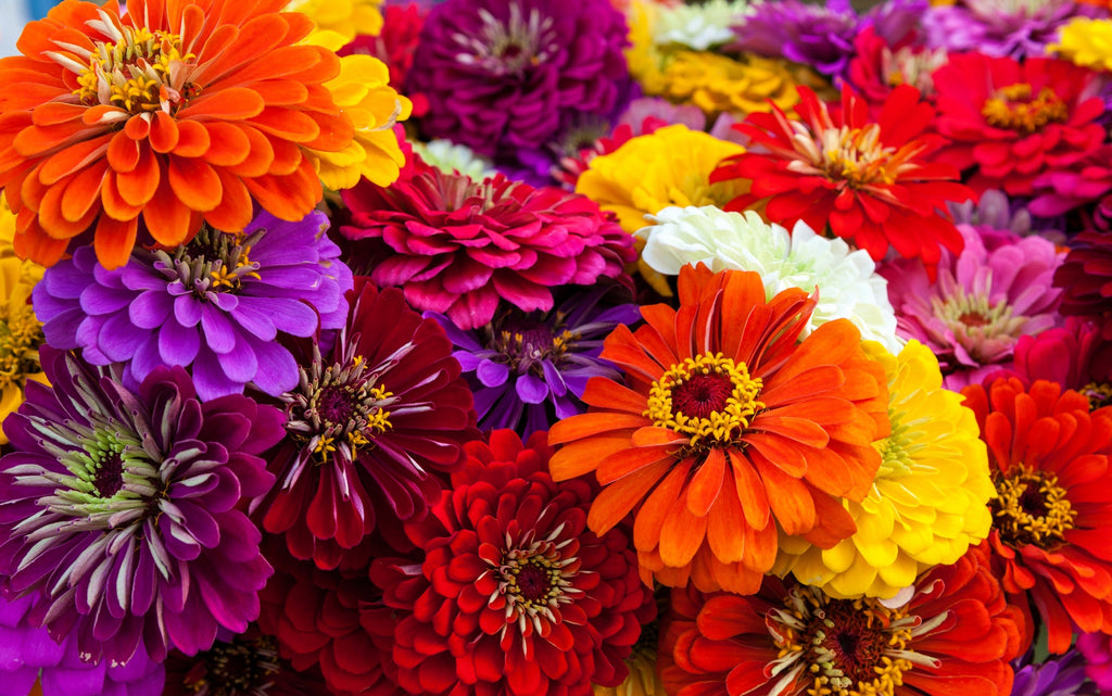 250 Mixed Colors ZINNIA ELEGANS Flower Seeds