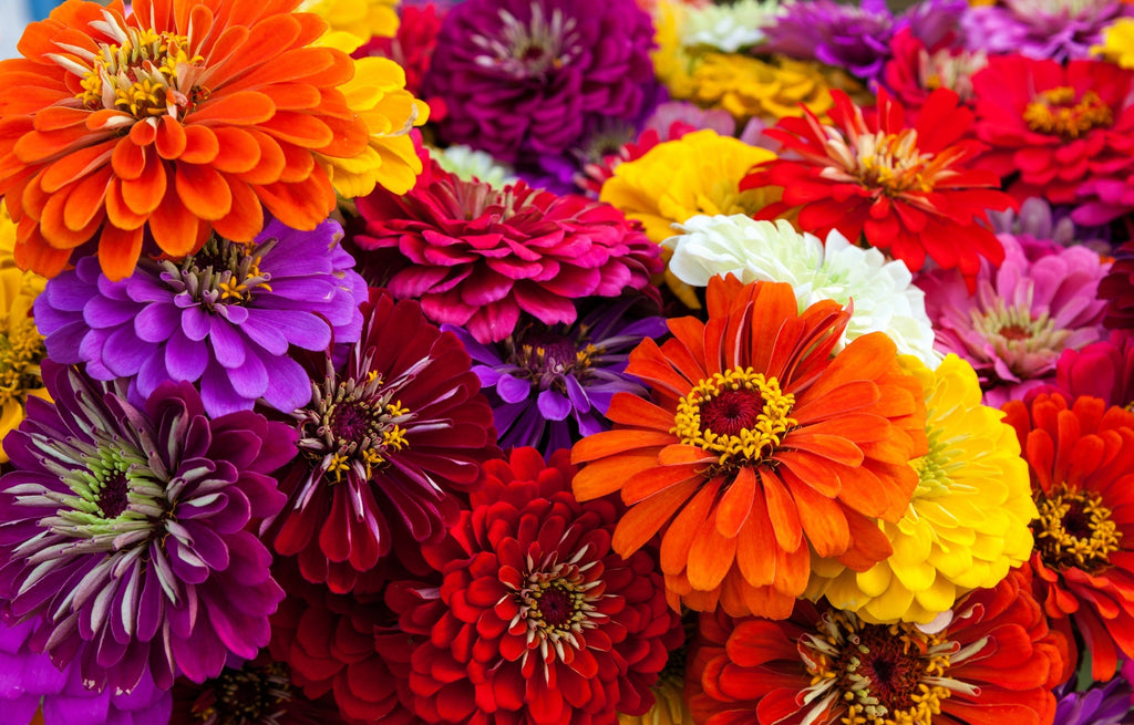 250 ZIN MASTER ZINNIA Mix Elegans Mixed Colors Flower Seeds