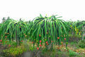 Organic Dragon Fruit Cutting 6+ Inch Pink-Fleshed Hylocereus Variety for Growing, Unrooted Pitaya Cactus