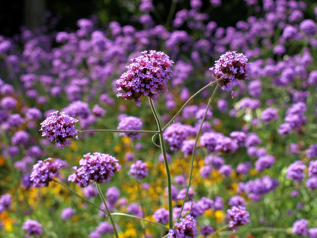 250 COMMON VERVAIN Verbena Officinalis European Herb Pink Purple Flower Seeds