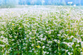 200 Organic BUCKWHEAT Fagopyrum Esculentum Grain Cover Crop Ground Cover Flower Vegetable Seeds