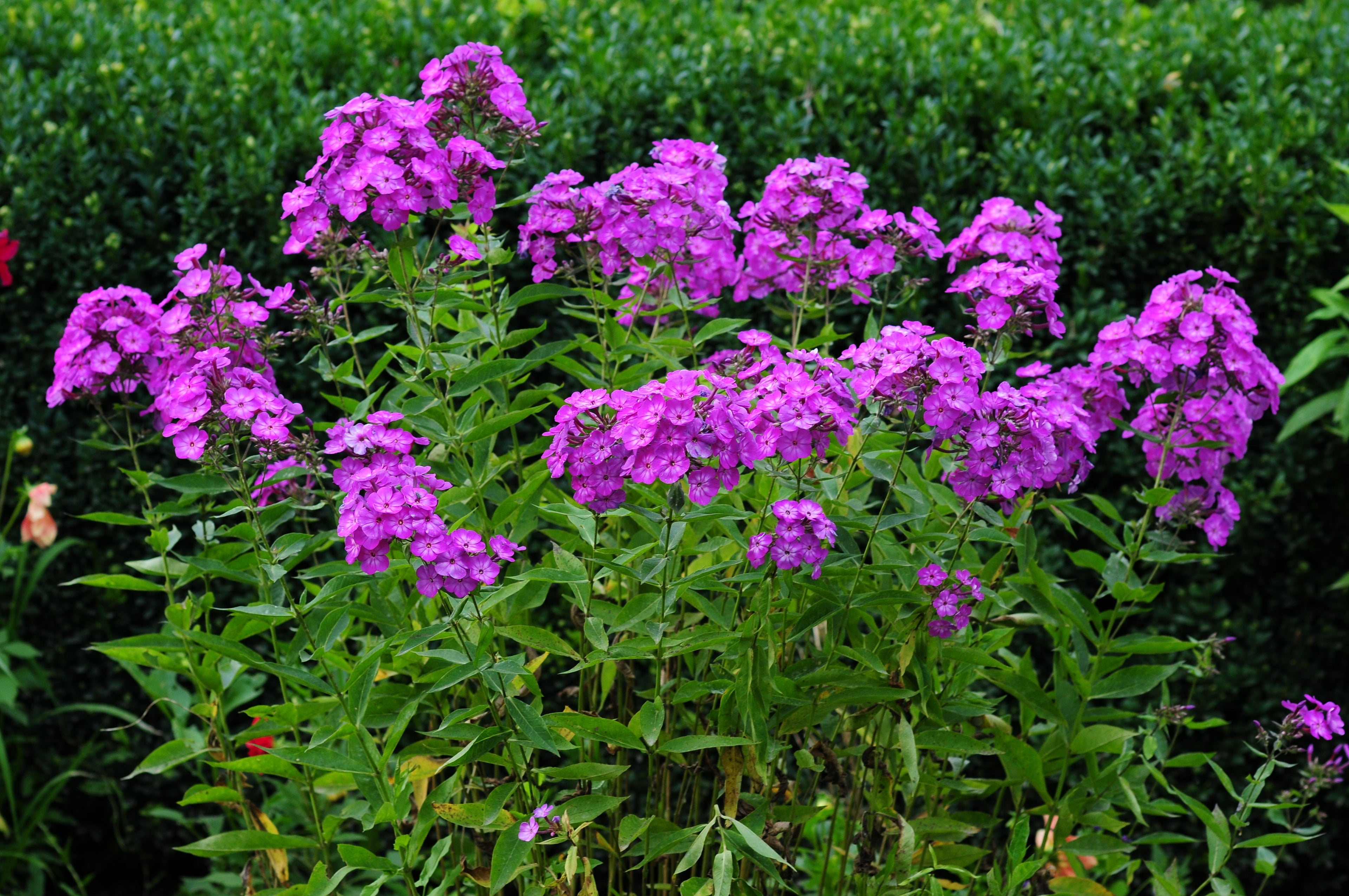 10 Tall PURPLE PHLOX Paniculata Garden Summer Native Hummingbird Flower Seeds