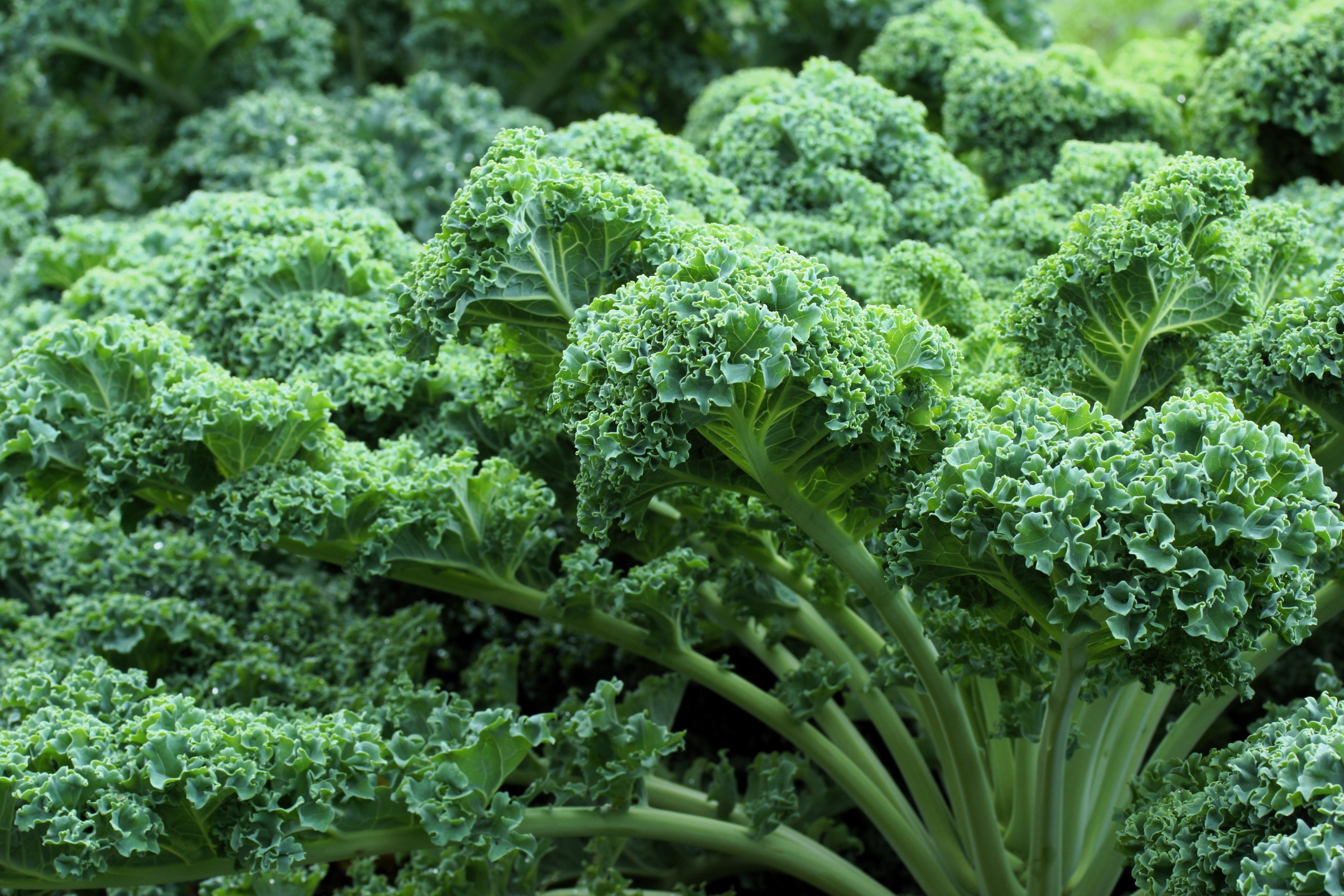 2500 VATES Blue CURLED KALE / Dwarf Blue Curled Scotch Kale Brassica Oleracea Vegetable Seeds