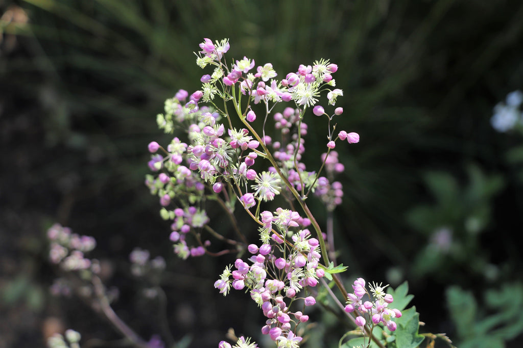 5 CHINESE MEADOW RUE Pink Yunnan Thalictrum Dipterocarpum Delavayi Flower Seeds