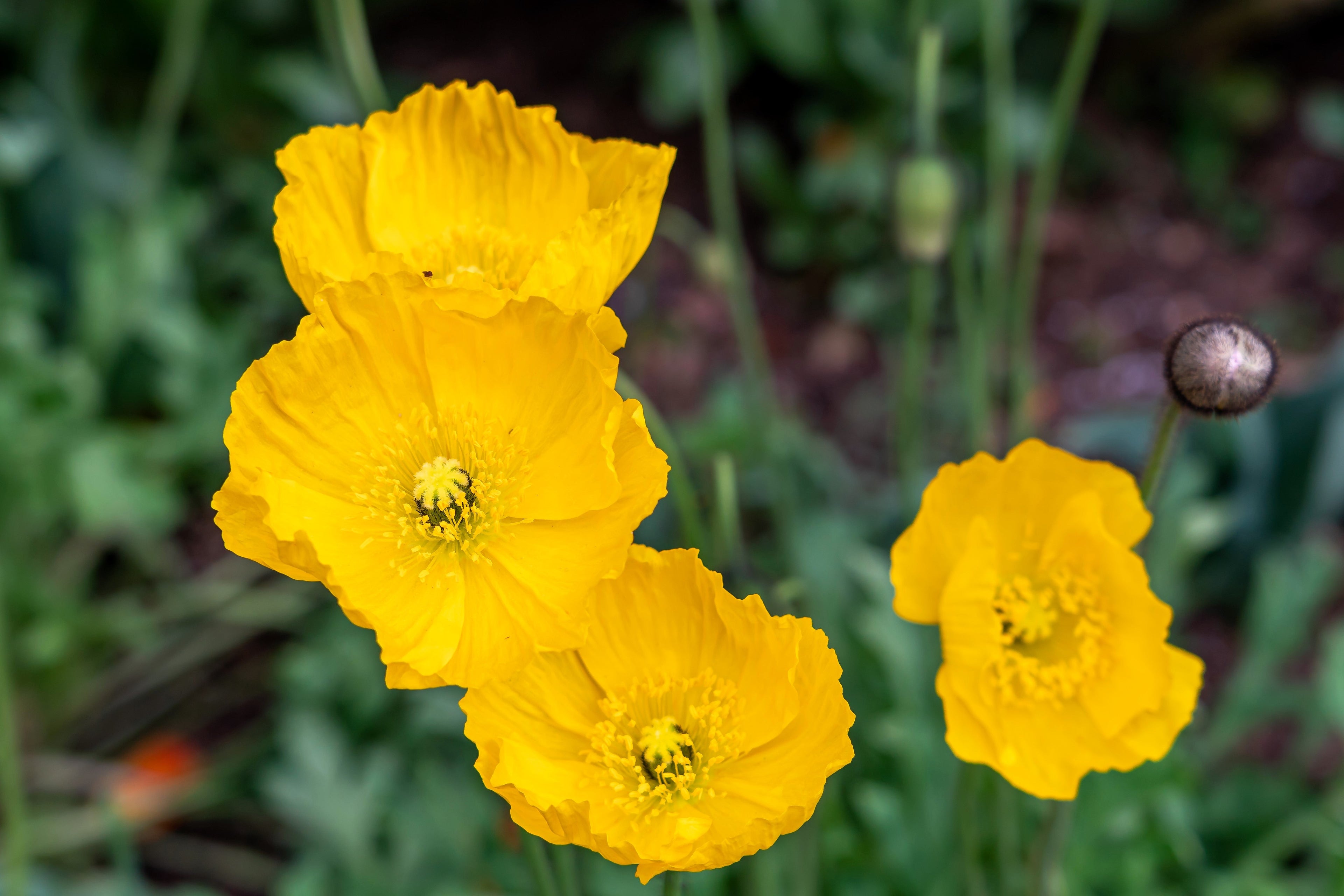 20 Yellow WELSH POPPY Meconopsis Papaver Cambricum Perennial Shade Flower Seeds