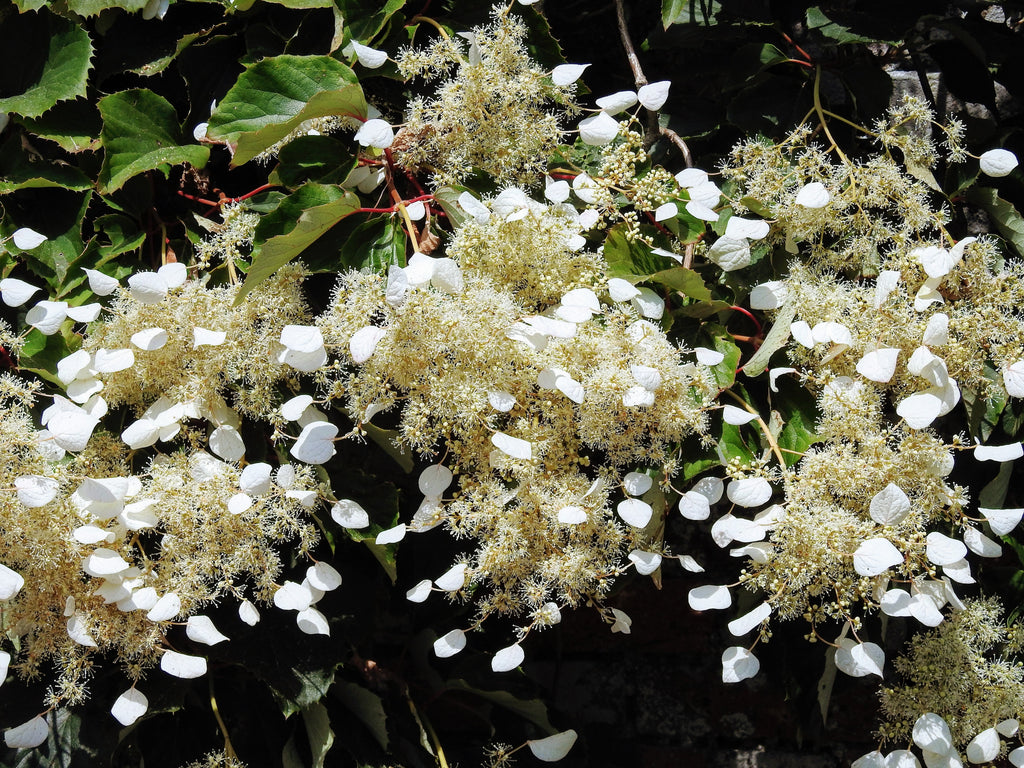50 JAPANESE HYDRANGEA VINE White Flower Schizophragma Hydrangeoides Seeds
