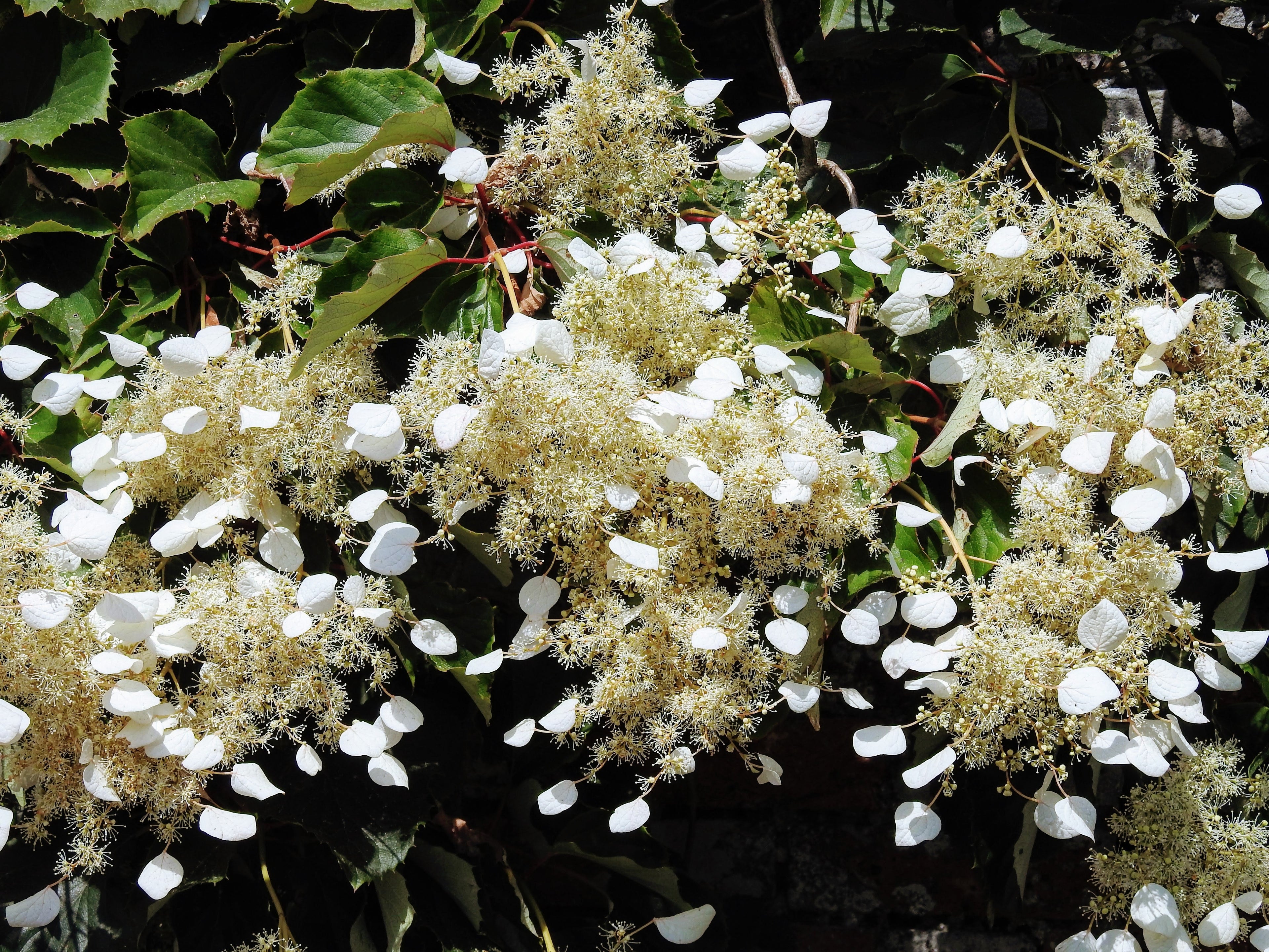 50 JAPANESE HYDRANGEA VINE White Flower Schizophragma Hydrangeoides Seeds