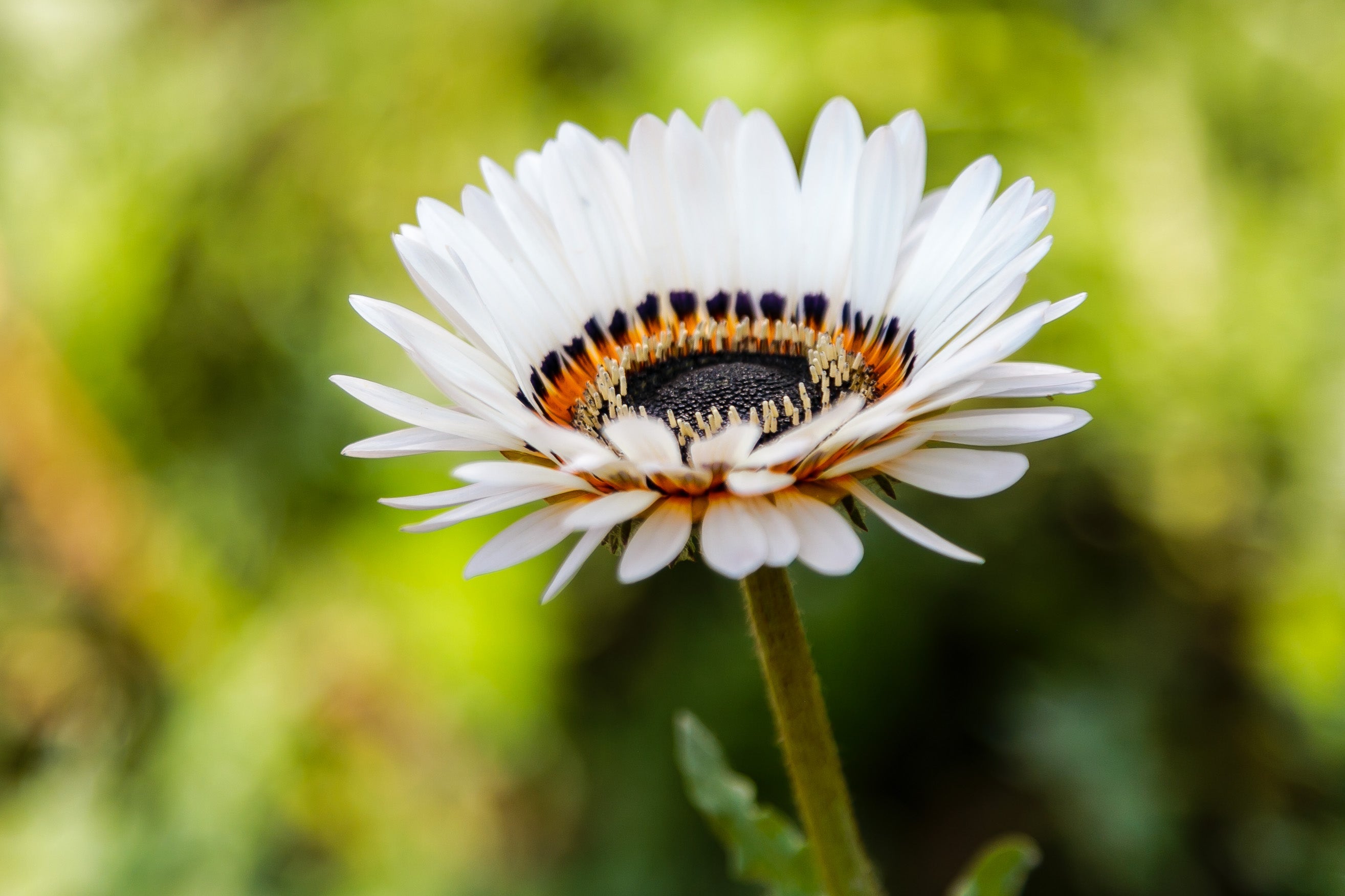 50 WHITE Zulu Prince CAPE DAISY Venidium Fastuosum Alba Flower Seeds