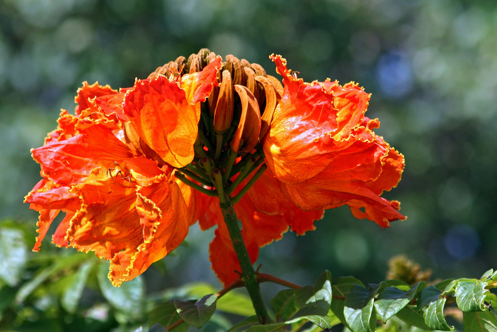 15 Red AFRICAN TULIP TREE (Fire Tree / Flame of the Forest / Fountain Tree) Spathodea Campanulata Seeds