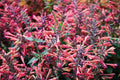30 MIXED COLORS AGASTACHE Aurantiaca Cana Hummingbird Mint Hyssop Flower Seeds