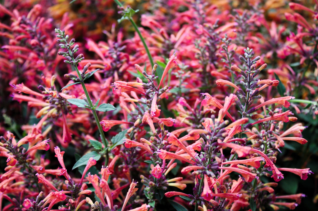 30 Red AGASTACHE HEATHER QUEEN Hummingbrid Mint Hyssop Flower Herb Seeds
