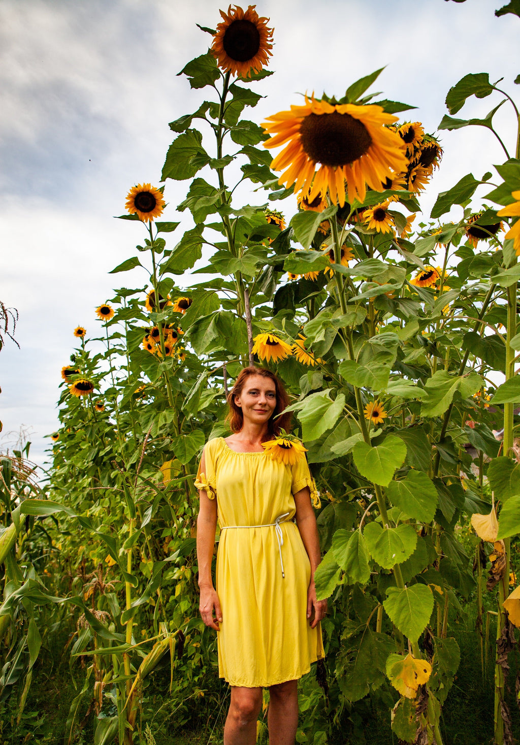 10 Early MAMMOTH RUSSIAN SUNFLOWER Helianthus Annuus Flower Seeds