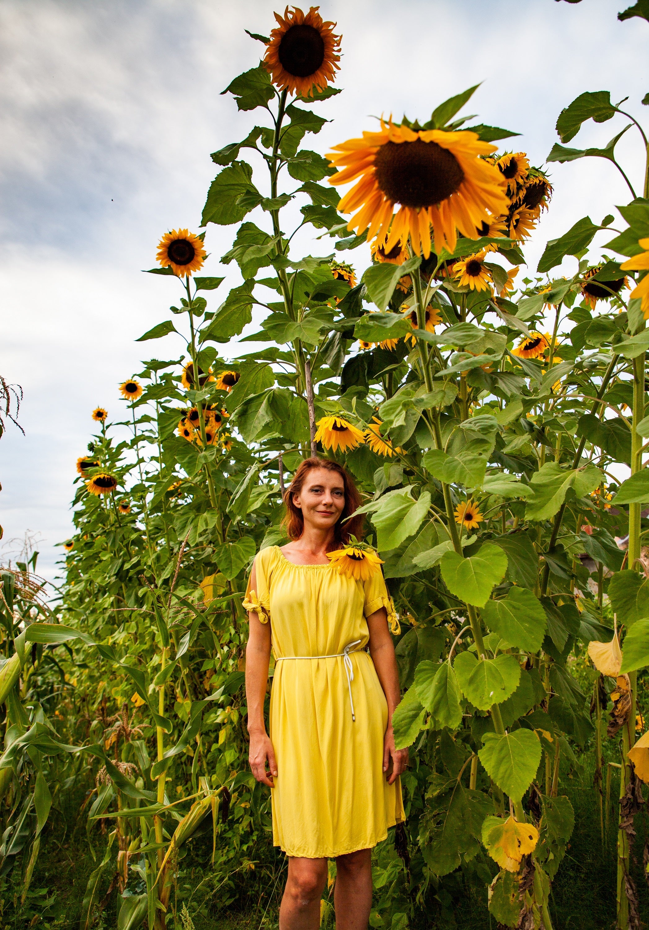 10 Early MAMMOTH RUSSIAN SUNFLOWER Helianthus Annuus Flower Seeds