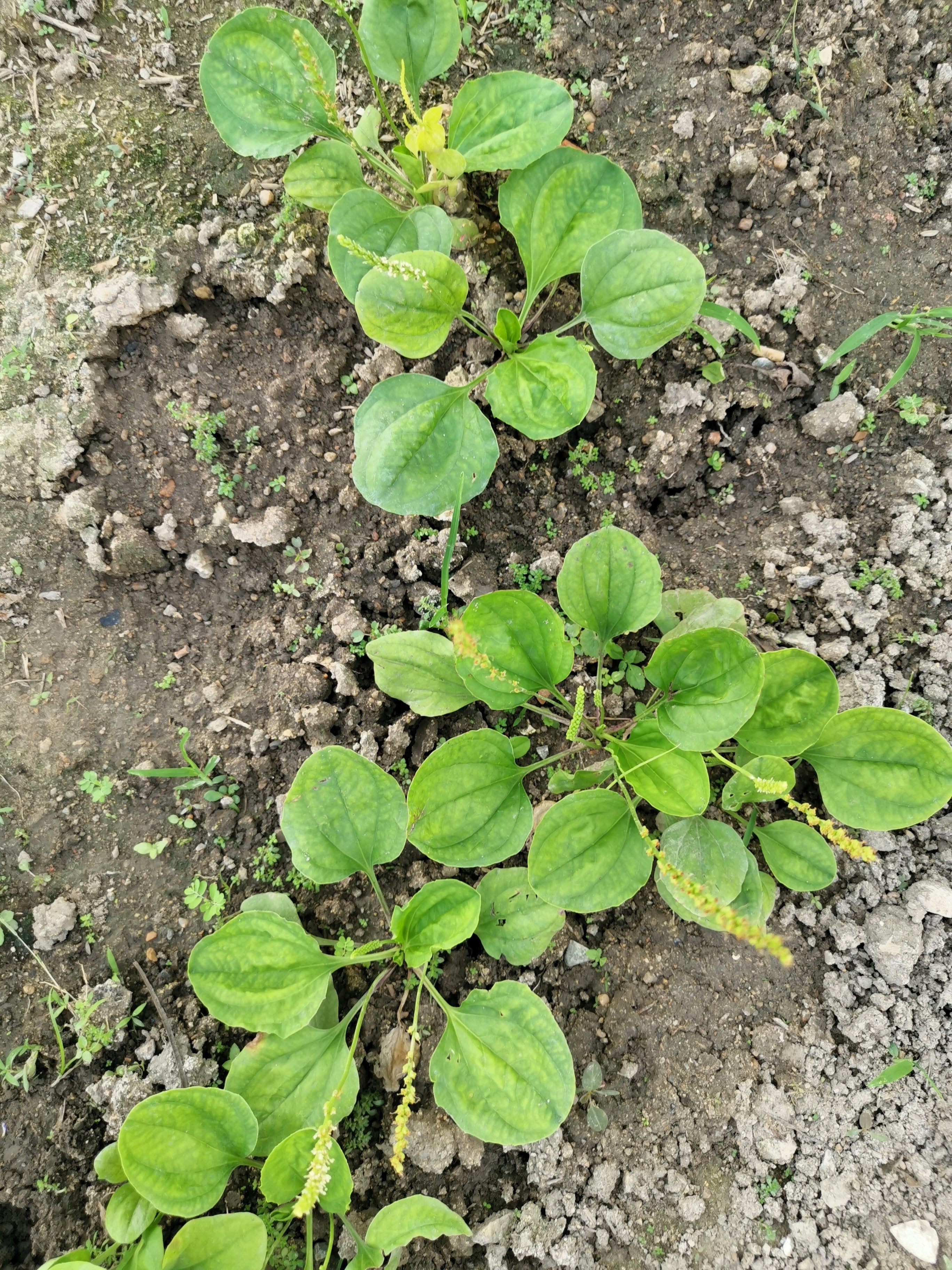 1000 CHINESE PLANTAIN Plantago Asiatica Herb Flower Seeds