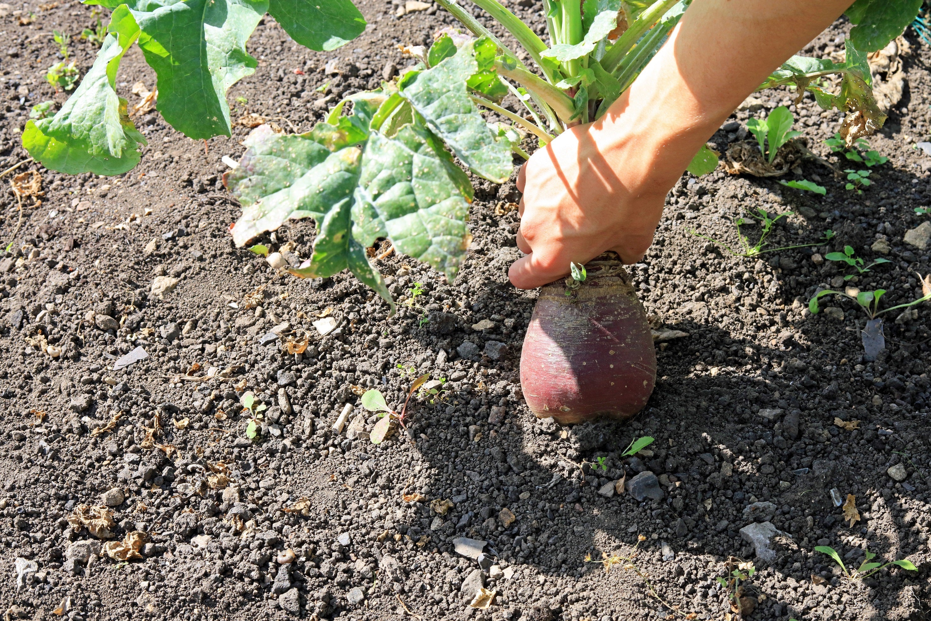 3000 LAURENTIAN RUTABAGA Brassica Napus Vegetable Seeds