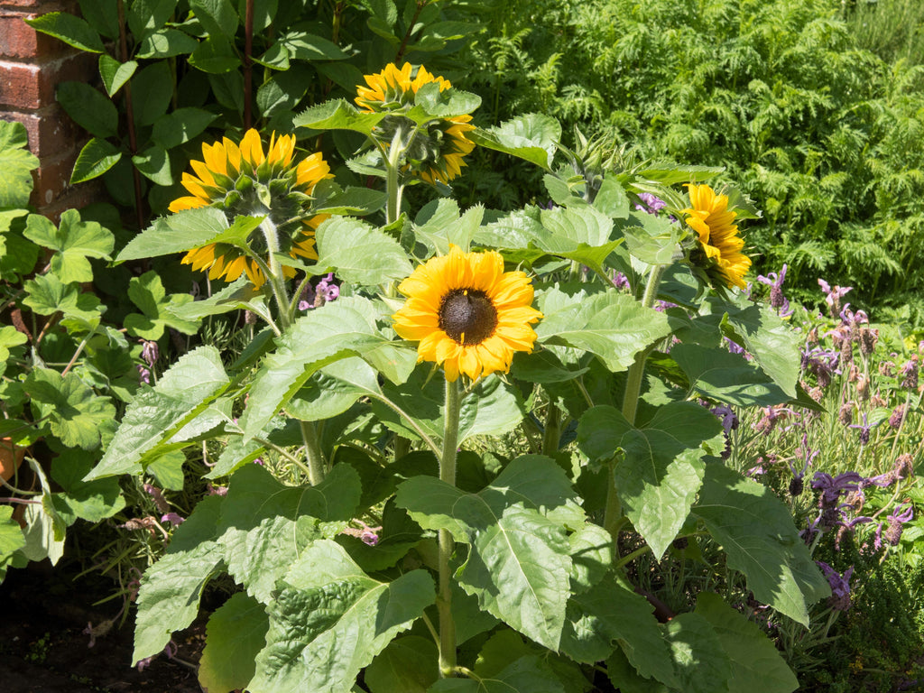 25 Dwarf SUNSPOT SUNFLOWER Helianthus Annuus Flower Seeds