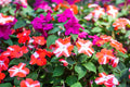 10 DWARF RED STAR IMPATIENS Walleriana Red & White Shade Flower Seeds