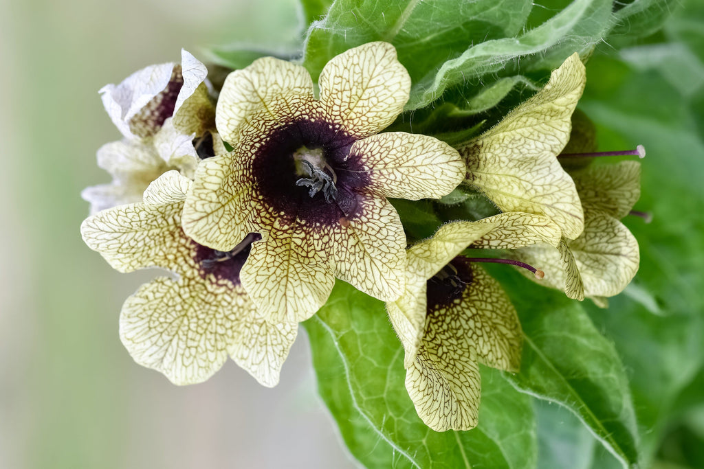 200 Black HENBANE Nightshade Hyoscyamus Niger Flower Seeds