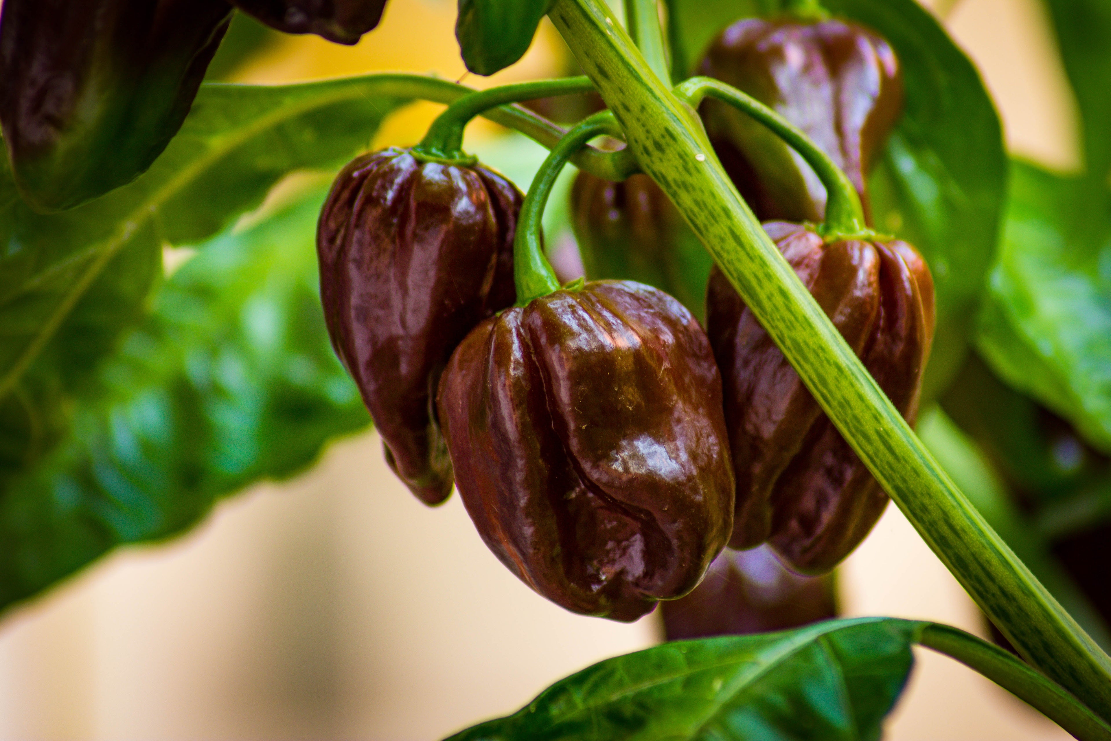 50 Mixed HOT HABANERO PEPPER Red Orange White Brown Mix Capsicum Chinense Seeds