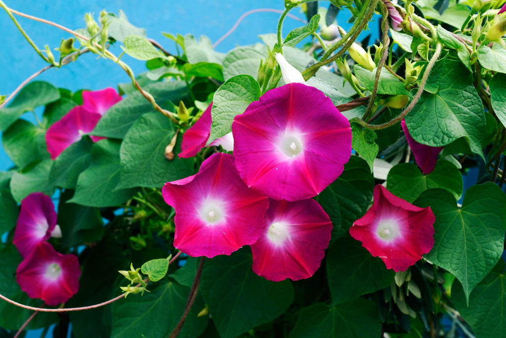 50 SCARLET O'Hara MORNING GLORY Red Ipomoea Nil Flower Vine Seeds