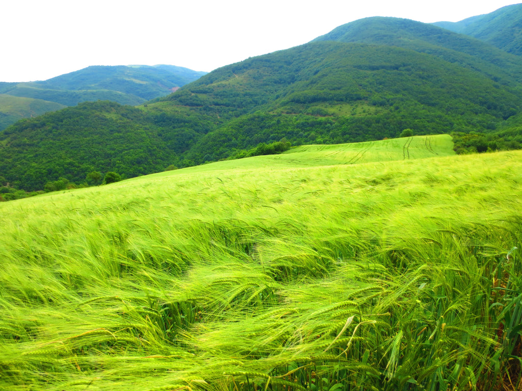 500 CANADIAN RYE Elymus Canadensis Grain Grazing Grass Ground Cover Seeds