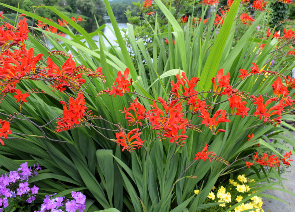 10 RED LUCIFER CROCOSMIA Crocosmia Masoniorum Flower Seeds