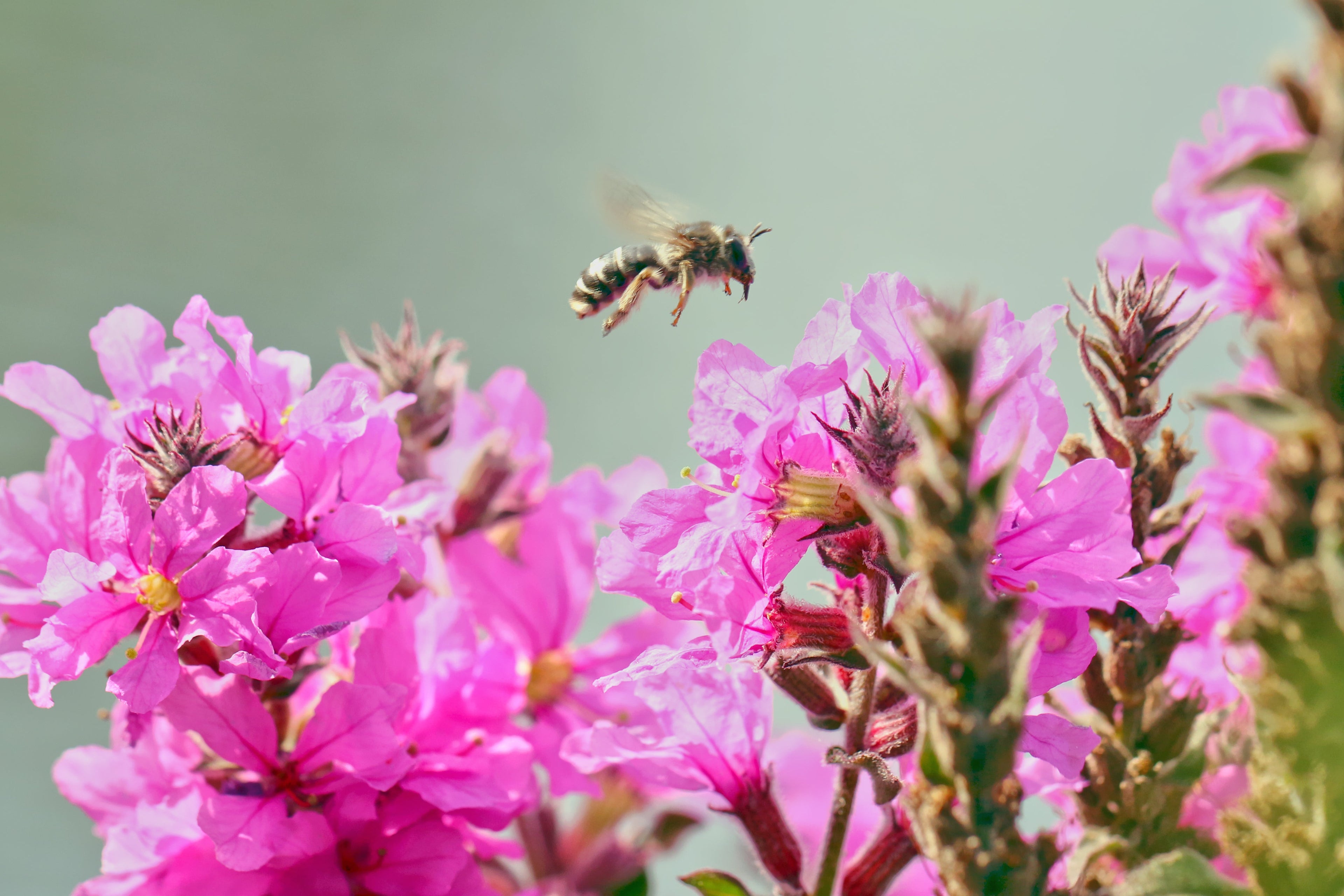 1000 PINK WINGED LOOSESTRIFE Lythrum Alatum Flower Seeds