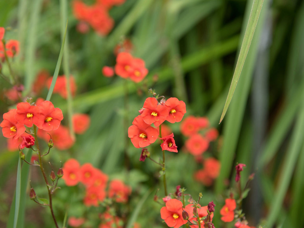 50 SCARLET MASK FLOWER Hummingbird Plant Red Alonsoa Warscewiczii Seeds