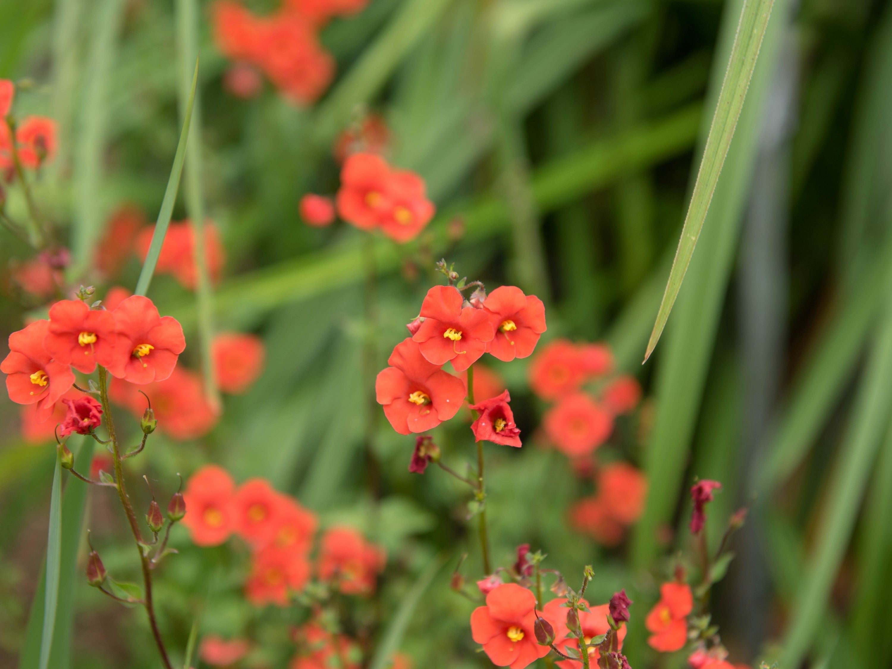 50 SCARLET MASK FLOWER Hummingbird Plant Red Alonsoa Warscewiczii Seeds