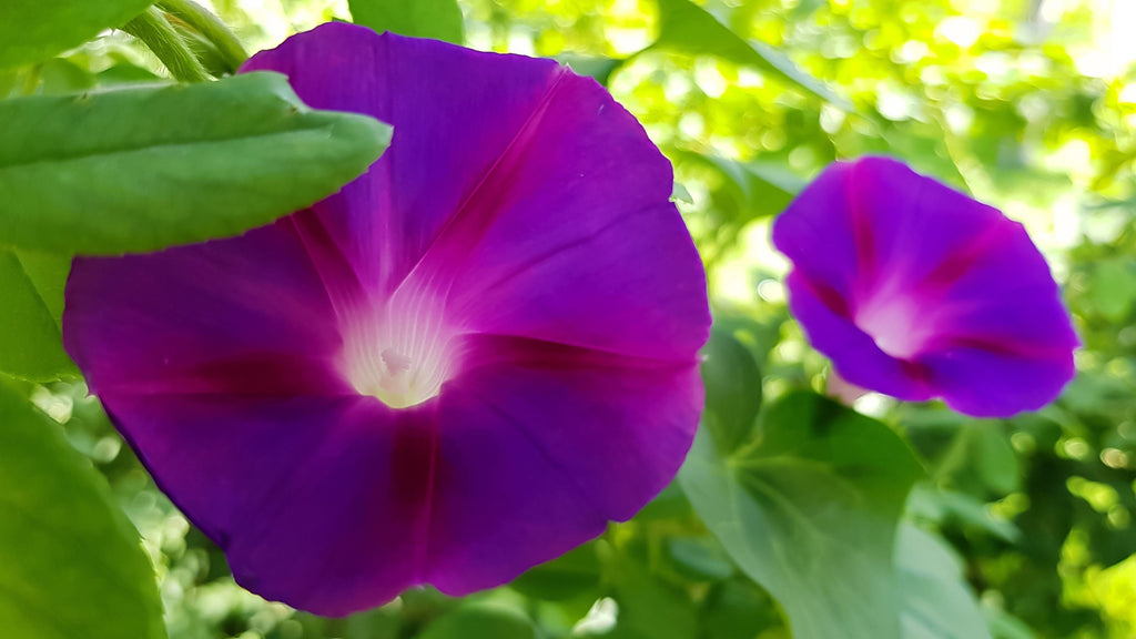 100 GRANDPA OTT MORNING GLORY Ipomoea Purpurea Flower Vine Seeds