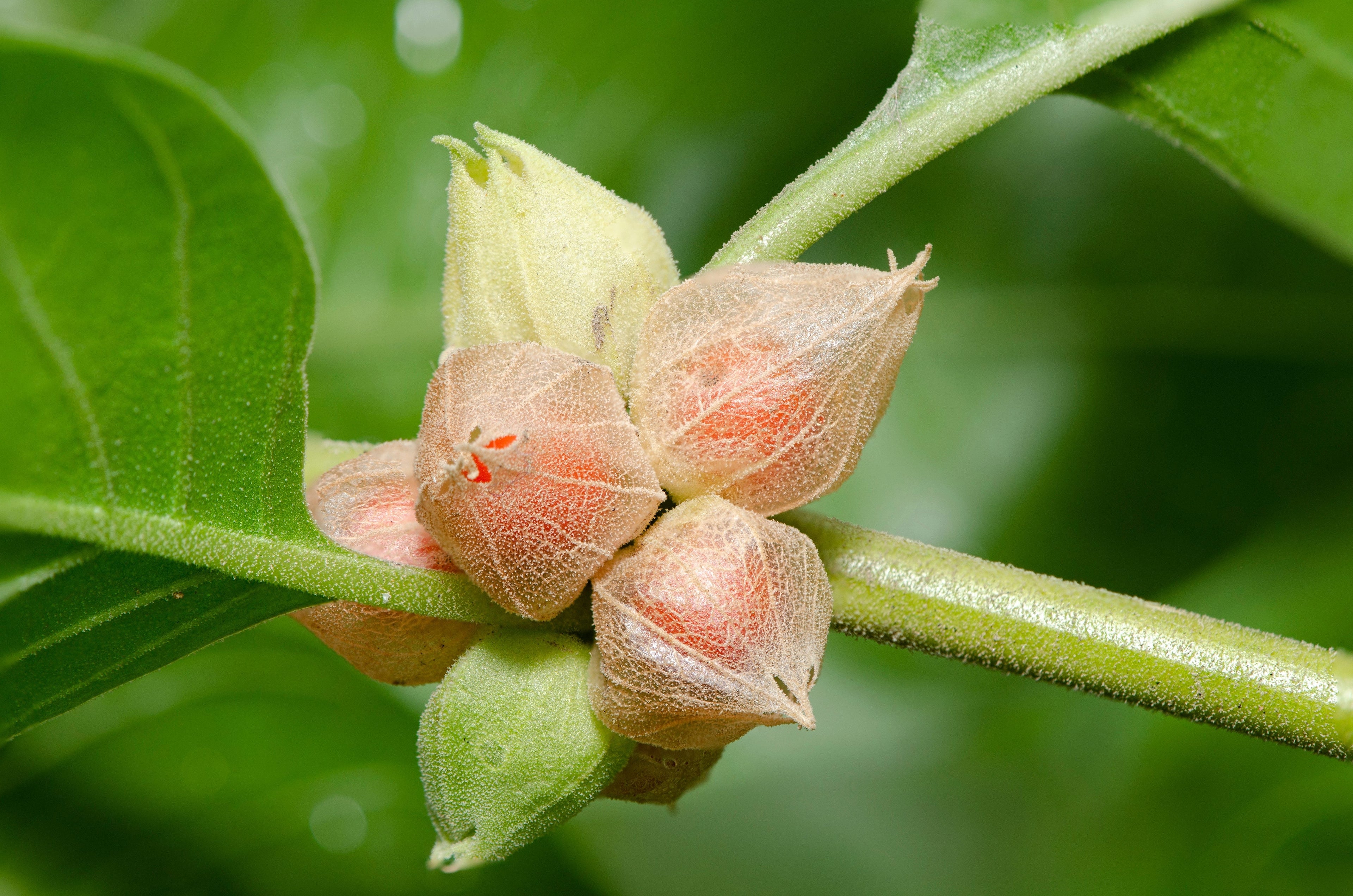 50 INDIAN GINSENG Withania Somnifera Ashwaganda Herb Flower Seeds