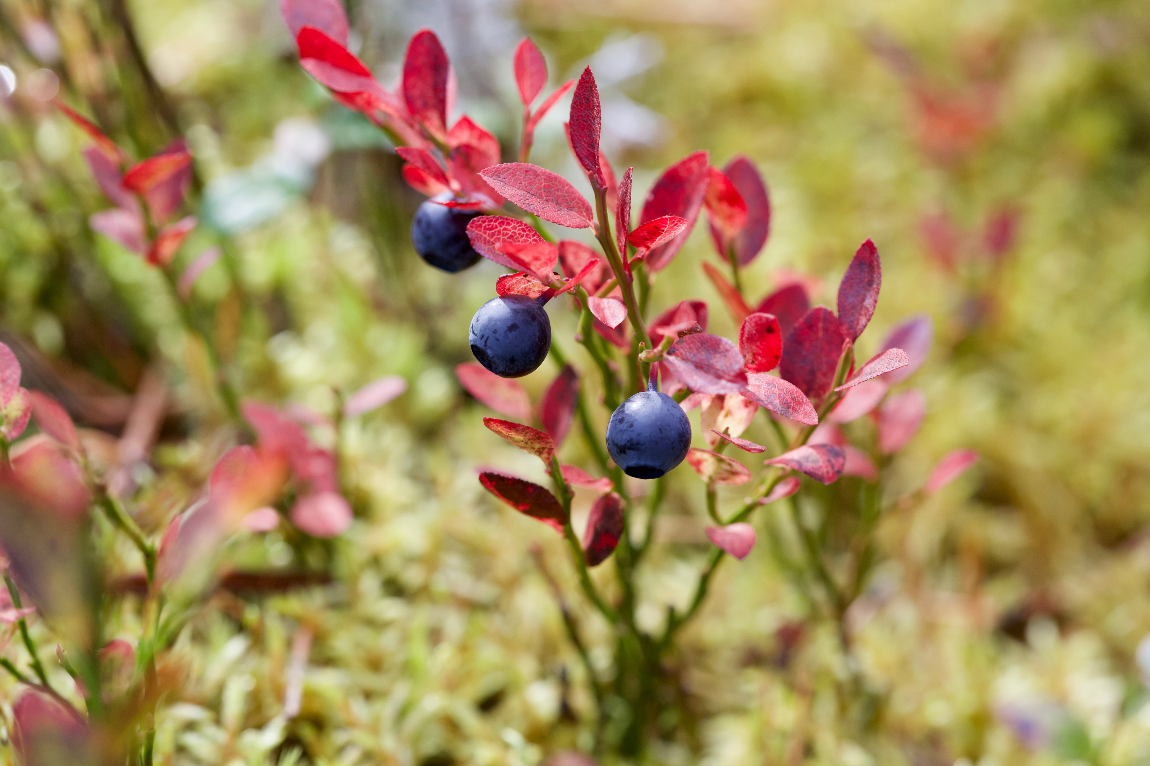 20 Common BILBERRY Fruit Shrub European Blueberry Vaccinium Myrtillus Seeds