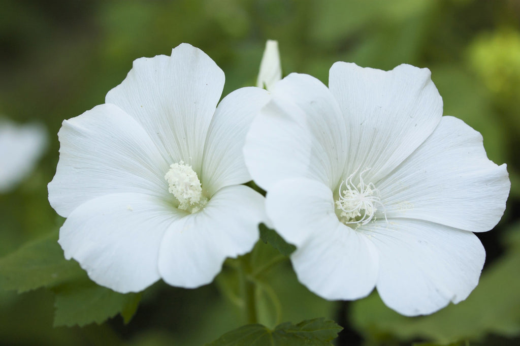 200 ROSE MALLOW MIX (Bush Mallow) Hibiscus Lavatera Trimestris Flower Seeds
