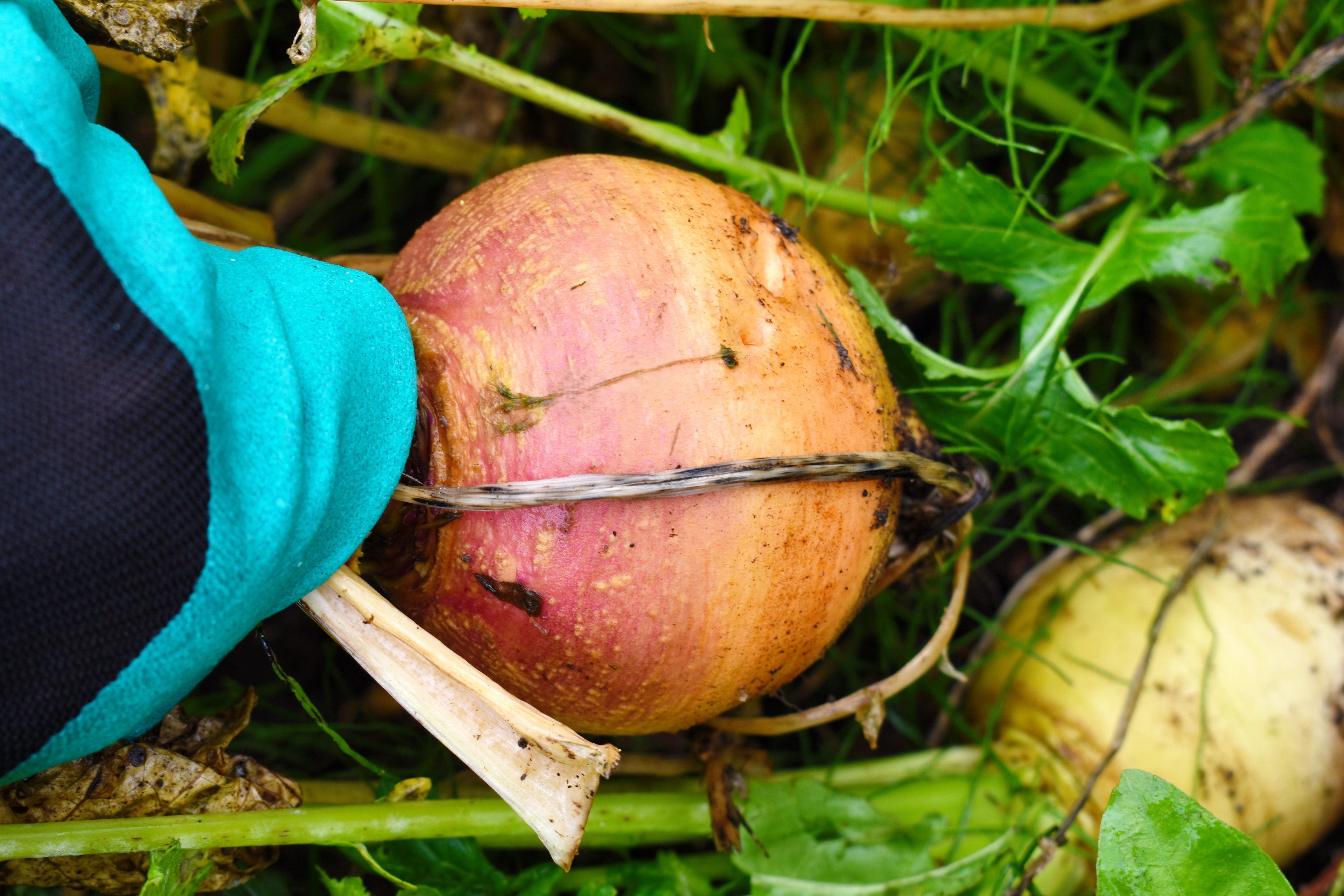 3000 LAURENTIAN RUTABAGA Brassica Napus Vegetable Seeds