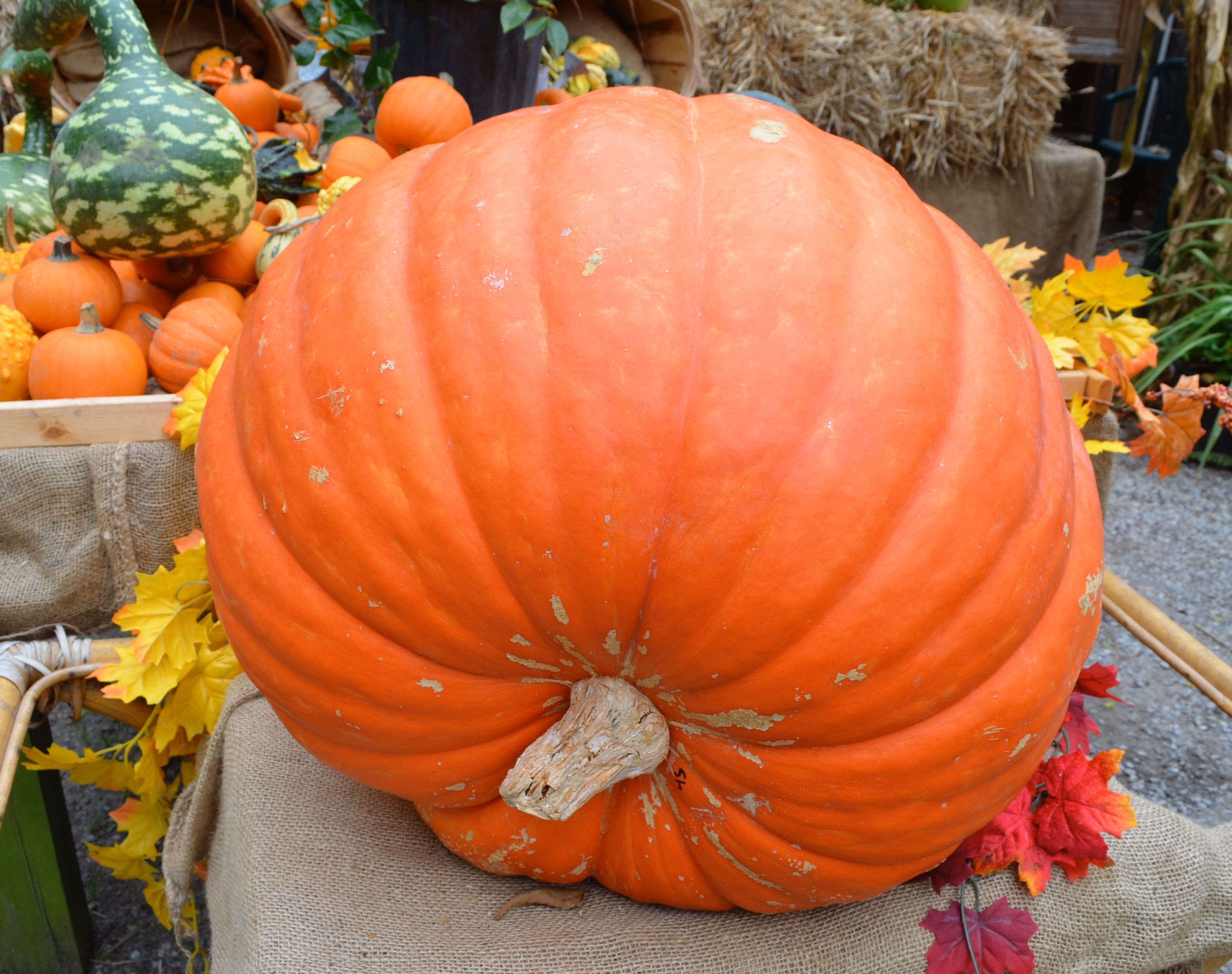 25 BIG MAX PUMPKIN Cucurbita Maxima Vegetable Seeds (Grow 100 pound pumpkins!)